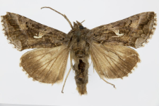 Autographa gamma