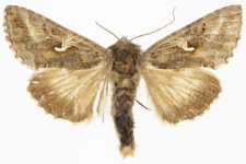 Autographa gamma