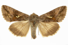 Autographa gamma