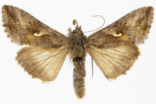 Autographa gamma