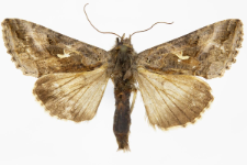 Autographa gamma