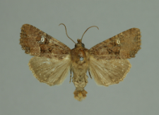 Mesapamea secalis (Linnaeus, 1758)