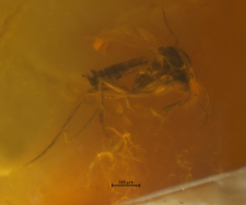 Mycetophilidae