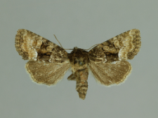 Oligia strigilis (Linnaeus, 1758)