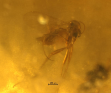 Mycetophilidae