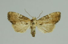 Apamea scolopacina (Esper, 1788)