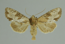 Apamea crenata (Hufnagel, 1766)