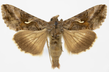 Autographa gamma