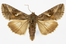 Autographa gamma