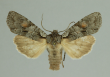 Lithophane furcifera (Hufnagel, 1766)