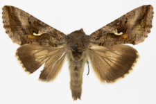 Autographa gamma