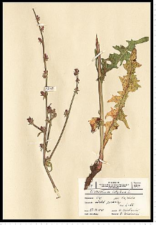 Cichorium intybus L.
