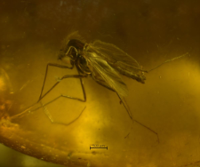 Chironomidae