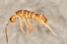 Tomocerus minor