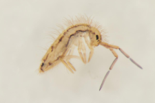 Orchesella flavescens