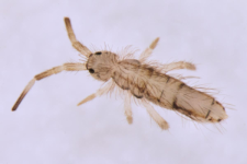 Orchesella flavescens