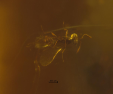 Hymenoptera