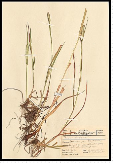 Phleum pratense L.