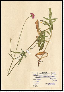 Knautia arvensis (L.) J. M. Coult.