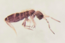 Orchesella bifasciata