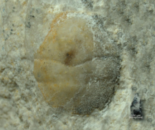 Goniodromites kubai