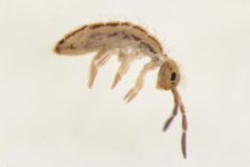 Orchesella flavescens