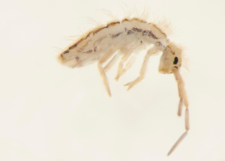 Orchesella flavescens