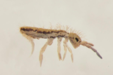 Orchesella flavescens