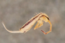 Orchesella flavescens