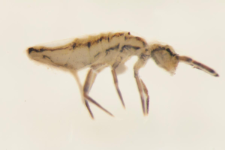 Orchesella flavescens