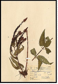 Veronica longifolia L.