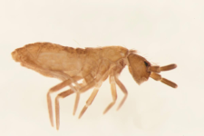 Tomocerus minor