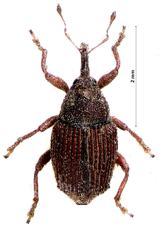 Trichosirocalus troglodytes (Fabricius, 1787)