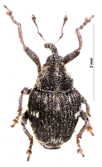 Nedyus quadrimaculatus (Linnaeus, 1758)