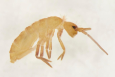 Tomocerus minor