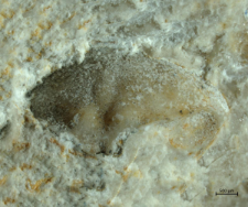 Goniodromites species