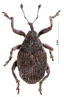 Ceutorhynchus puncticollis Boheman, 1845