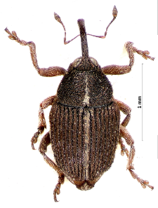 Oprohinus suturalis (Fabricius, 1775)