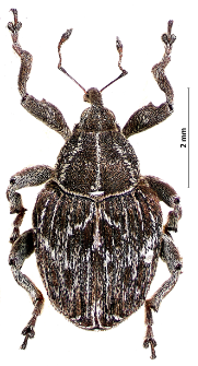 Mogulones geographicus (Goeze, 1777)