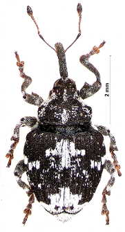 Mogulones larvatus (Schultze, 1897)