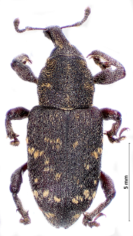 Hylobius abietis (Linnaeus, 1758)