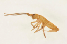 Tomocerus vulgaris