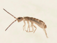 Tomocerus vulgaris