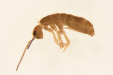 Tomocerus sp.