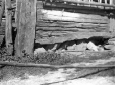 A corner pillar of a post-and-plank barn