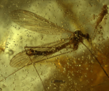 Dicranomyia