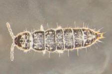 Tetracanthella pilosa