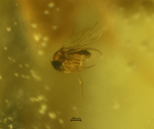 Phoridae