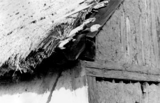 A barn with a wattle and daub structure of walls