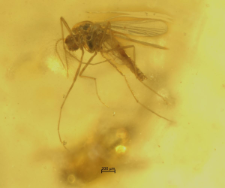 Chironomidae